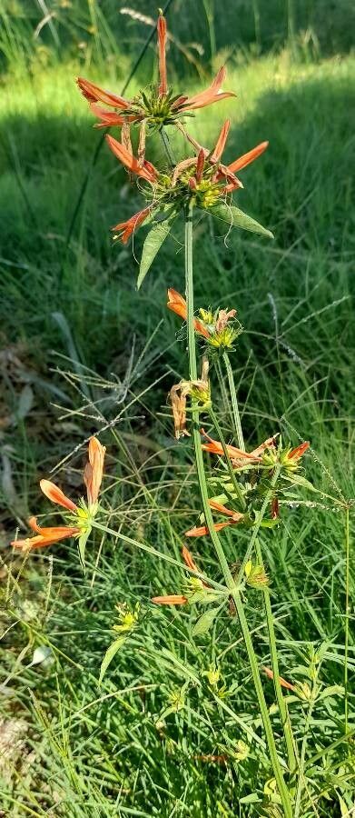 Dicliptera squarrosa habit