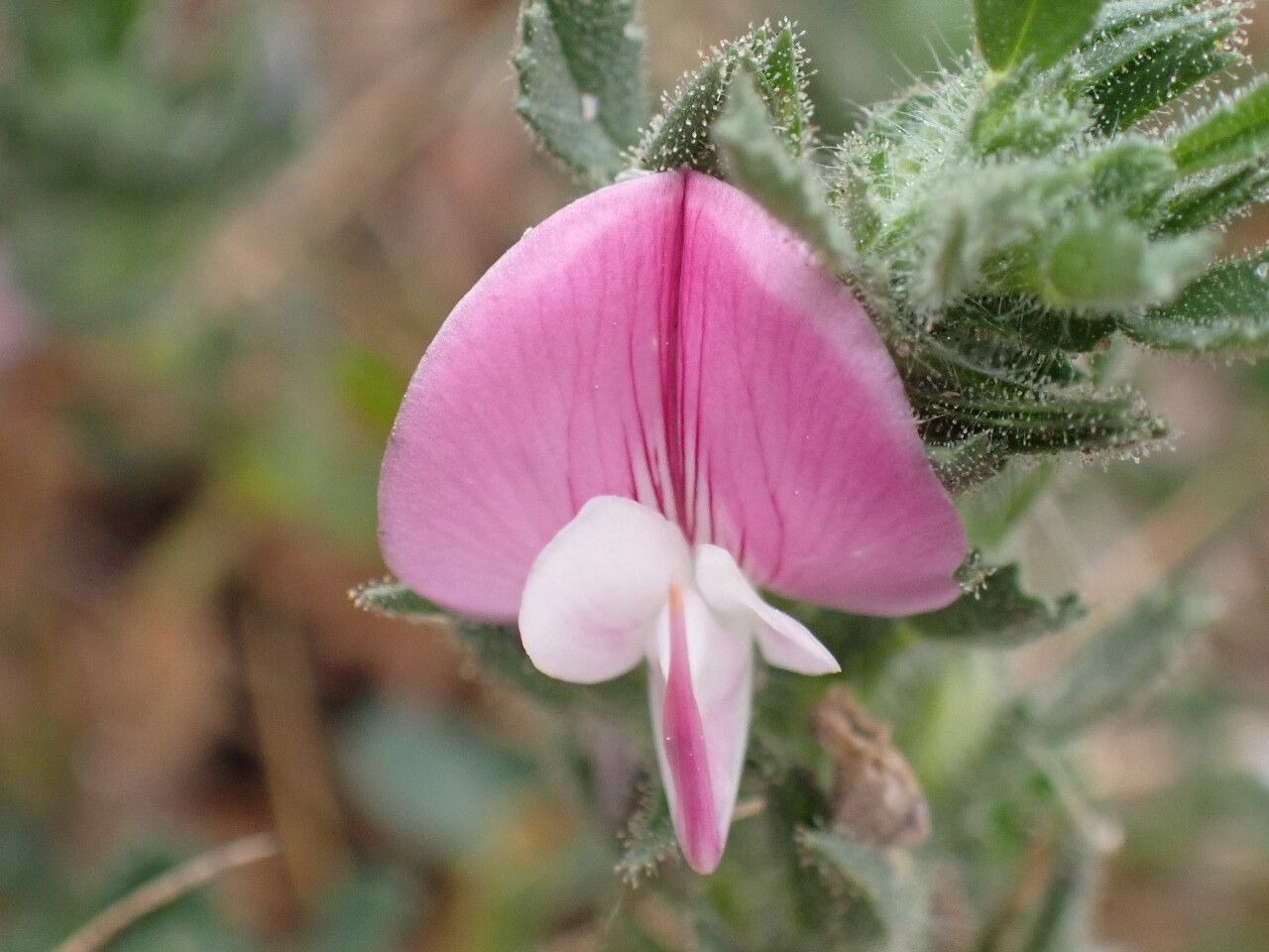 Ononis repens flower