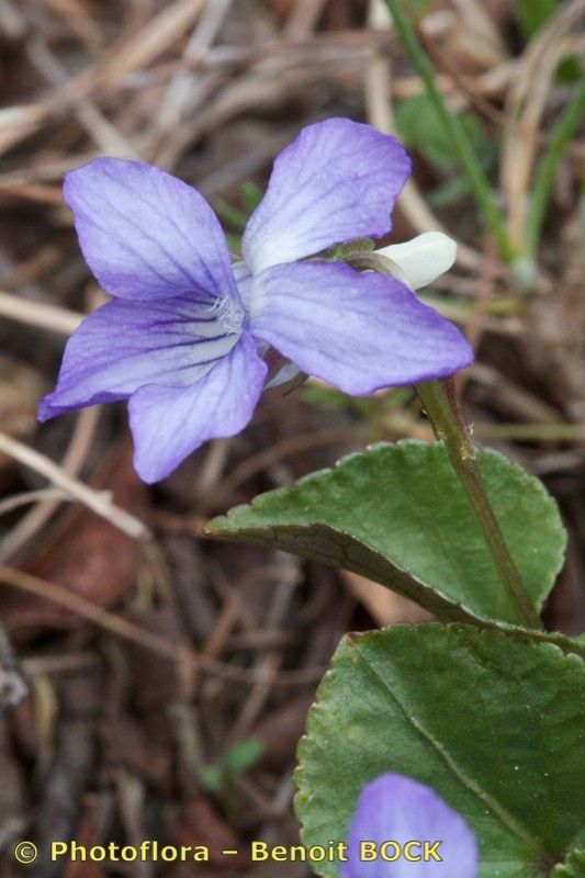 Viola laricicola flower