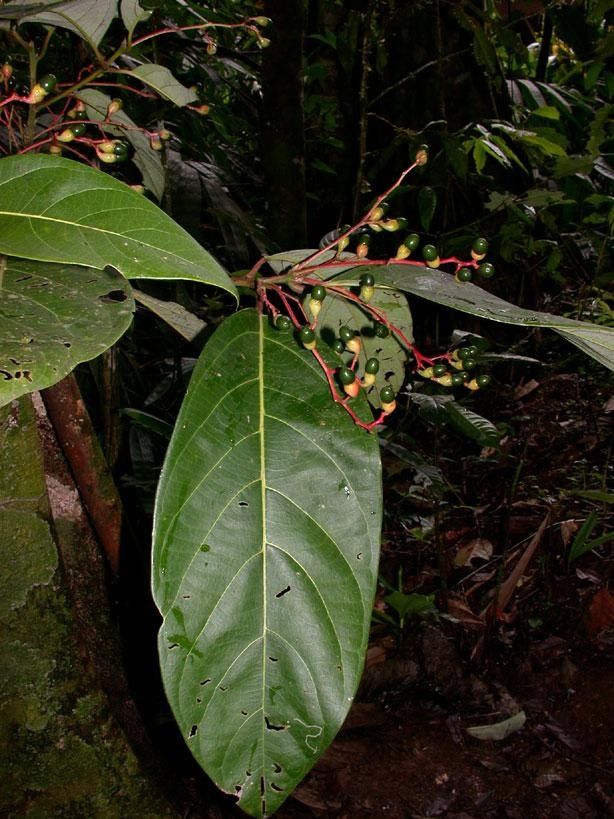 Cinnamomum chavarrianum — search result for 'Cinnamomum'