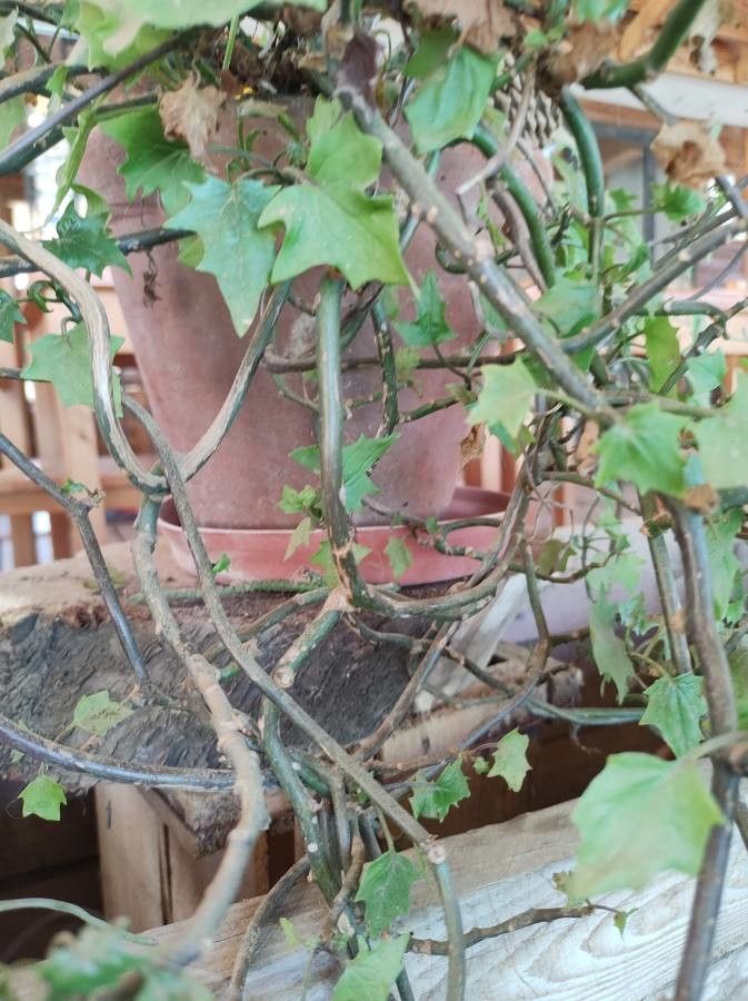 Senecio tamoides bark