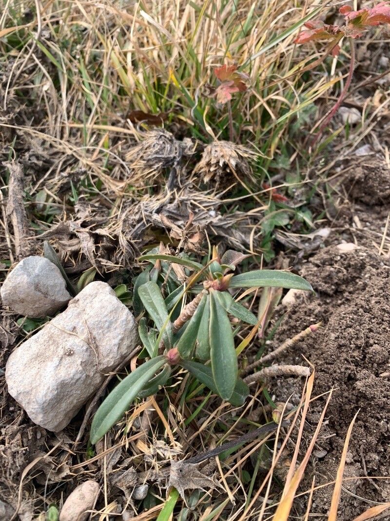 Daphne glomerata — search result for 'Thymelaeaceae'