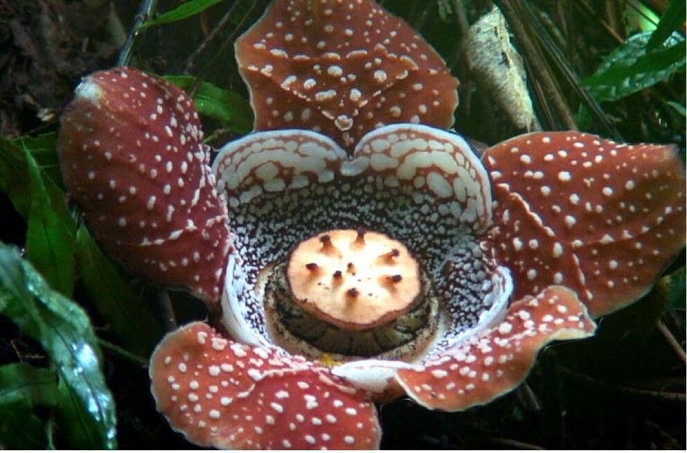 Rafflesia lobata — houseplant care guide
