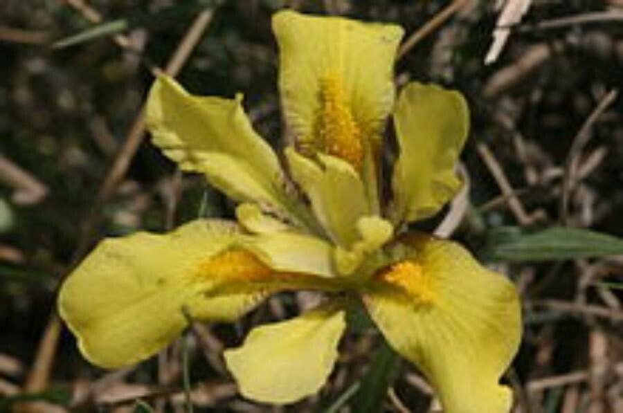 Iris humilis — search result for 'Kazakhstan'