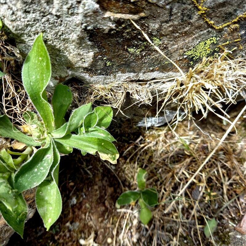 Silene requienii — houseplant care guide