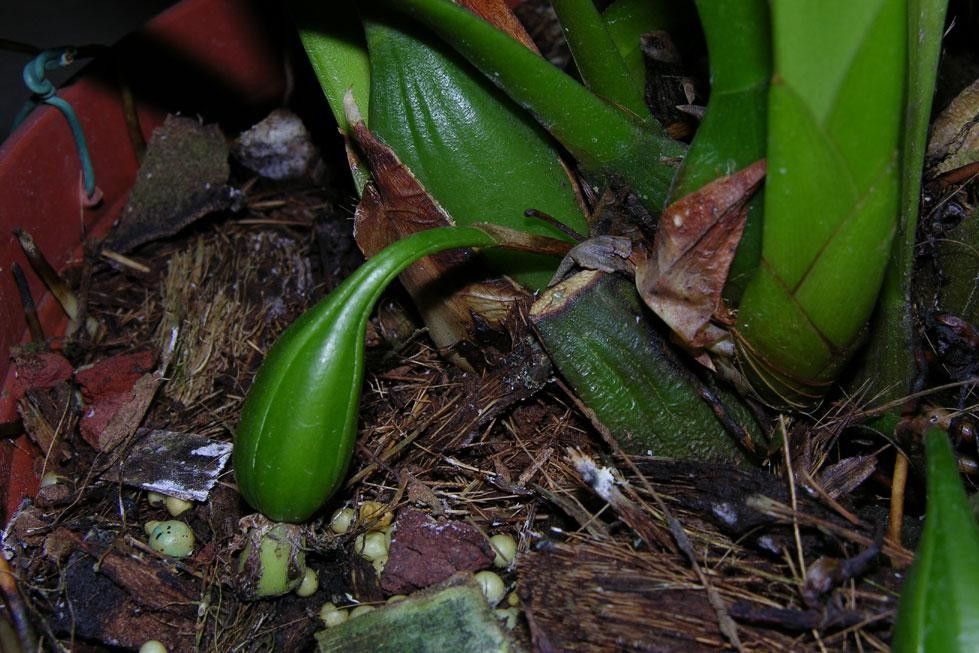 Mormolyca hedwigiae habit