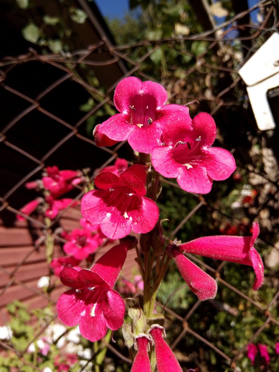 Penstemon parryi flower