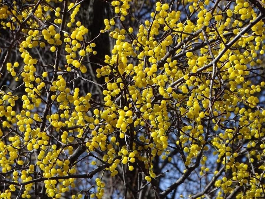 Loranthus europaeus fruit
