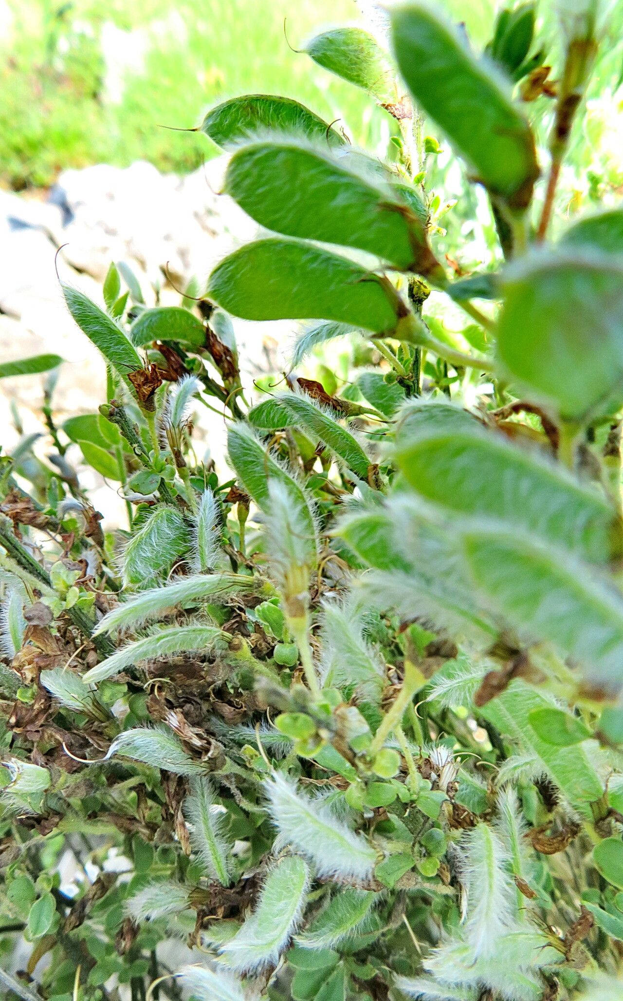 Cytisus agnipilus fruit