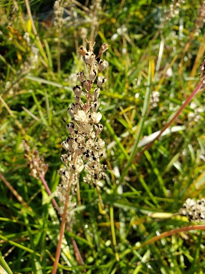 Dianthus integer fruit