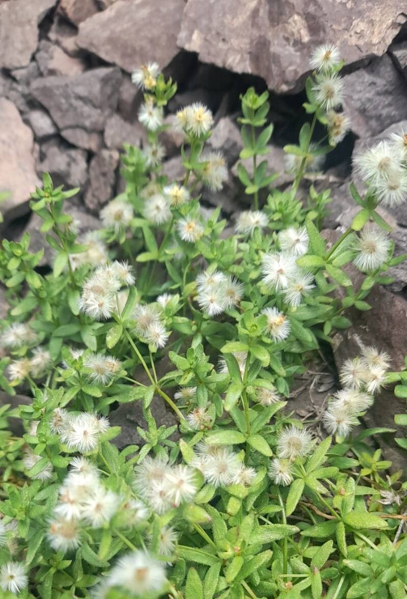 Galium eriocarpum habit