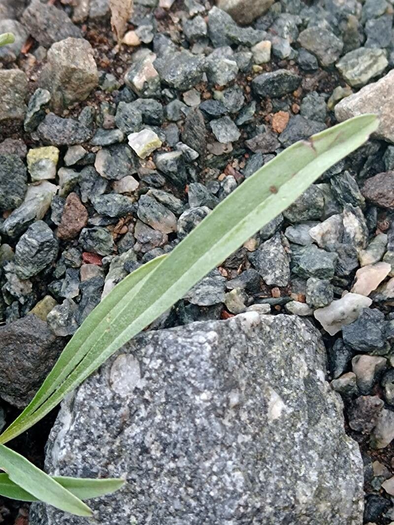 Eritrichium canum — related species from the same genus