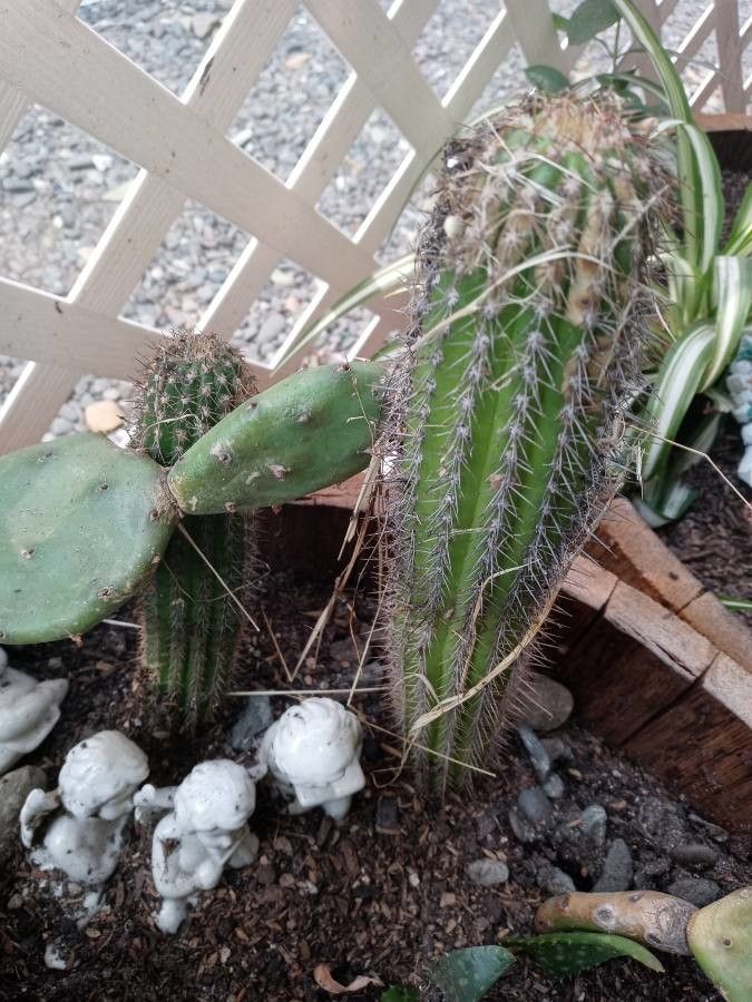 Stenocereus thurberi fruit