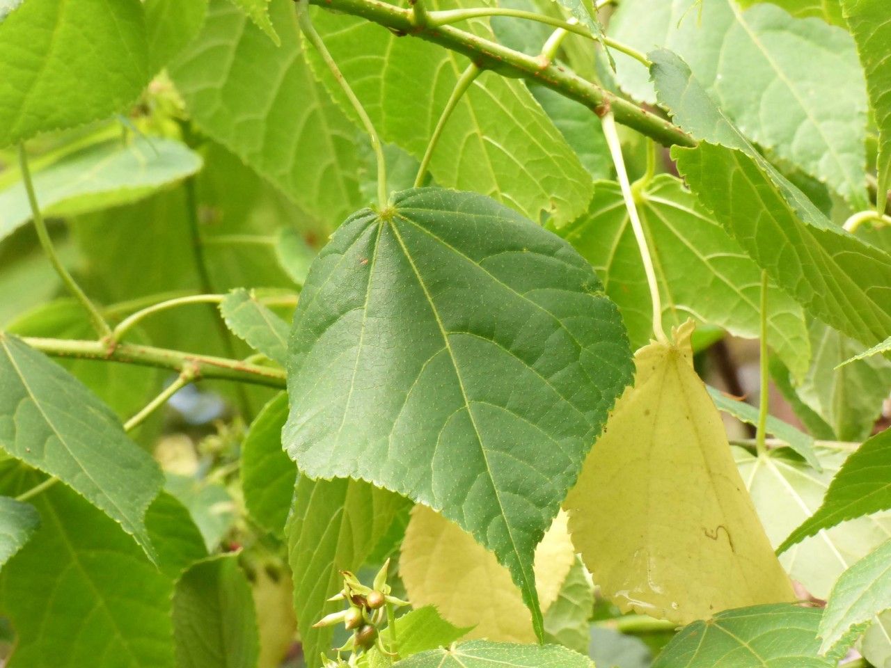 Dombeya elegans — search result for 'Dombeya'