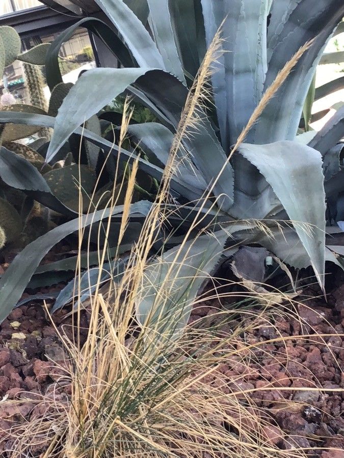 Stipa tenacissima leaf
