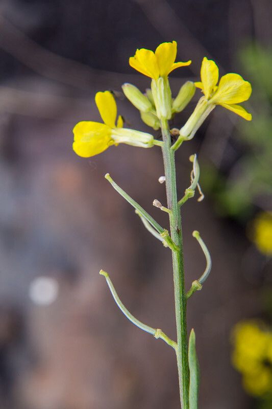 Erysimum bonannianum bark