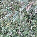 Eupatorium cannabinum