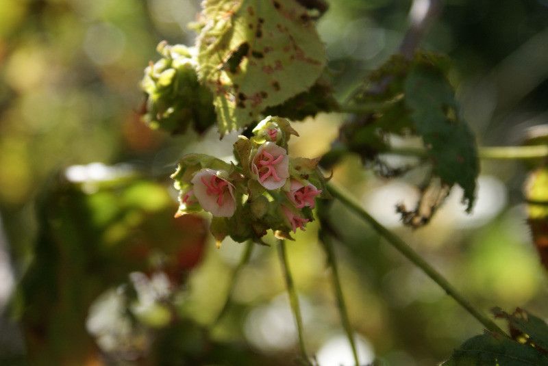 Dombeya ciliata flower