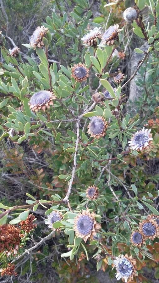Globularia arabica flower