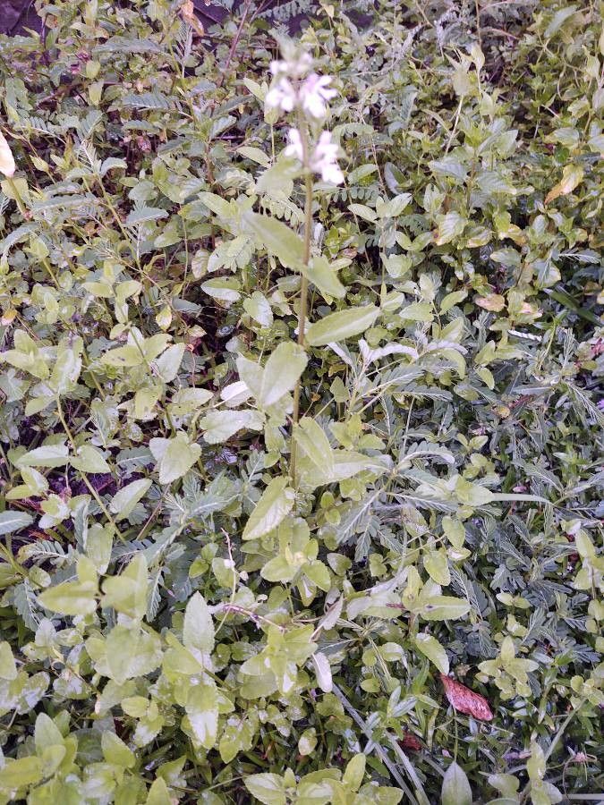 Stachys floridana habit