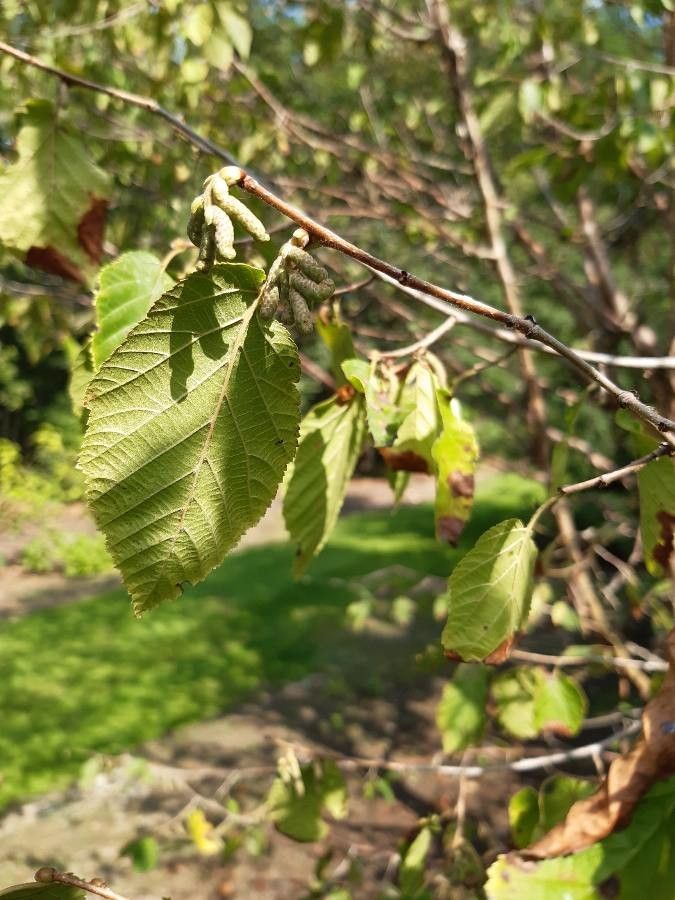 Corylus fargesii flower