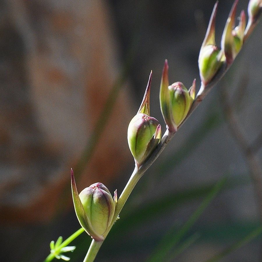 Gladiolus illyricus fruit