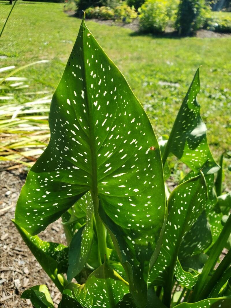 Zantedeschia elliottiana leaf