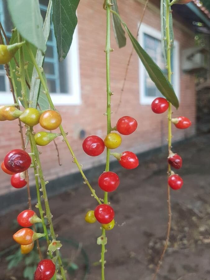 Citharexylum myrianthum fruit