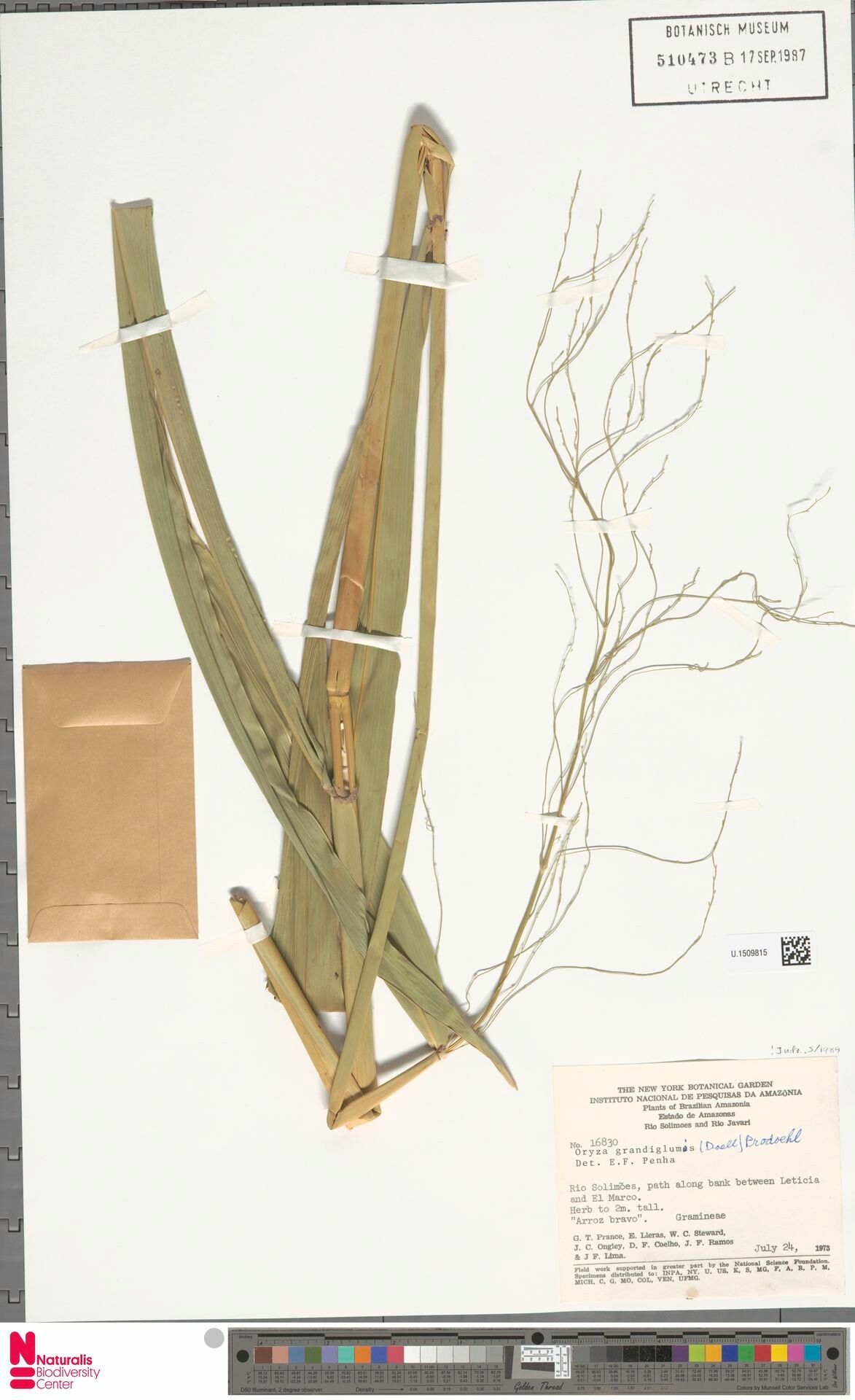 Oryza grandiglumis — related species from the same genus