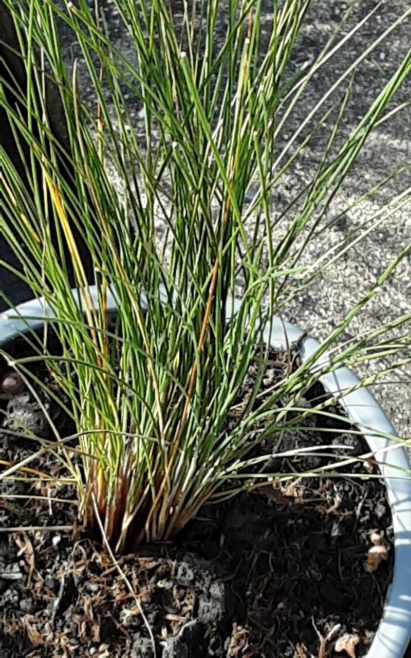 Festuca nigrescens leaf