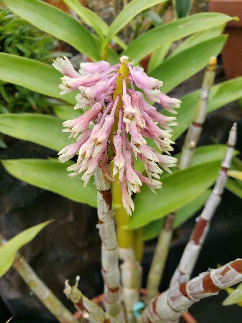 Dendrobium smillieae flower