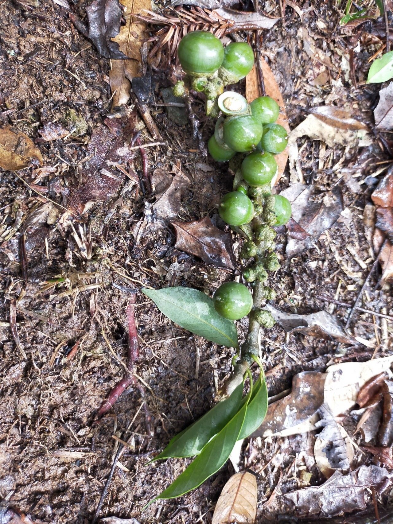 Lithocarpus taitoensis fruit