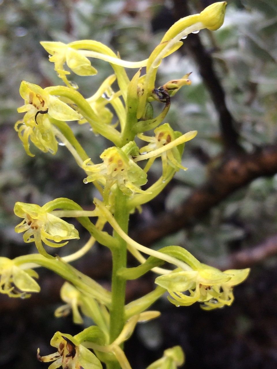 Habenaria undulata flower