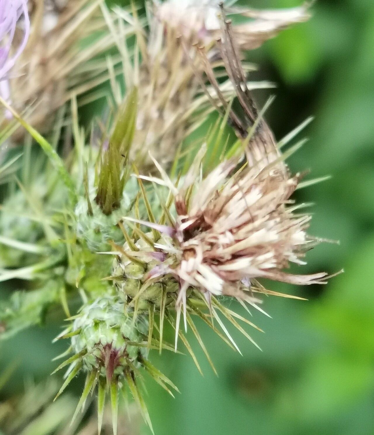 Cirsium creticum fruit