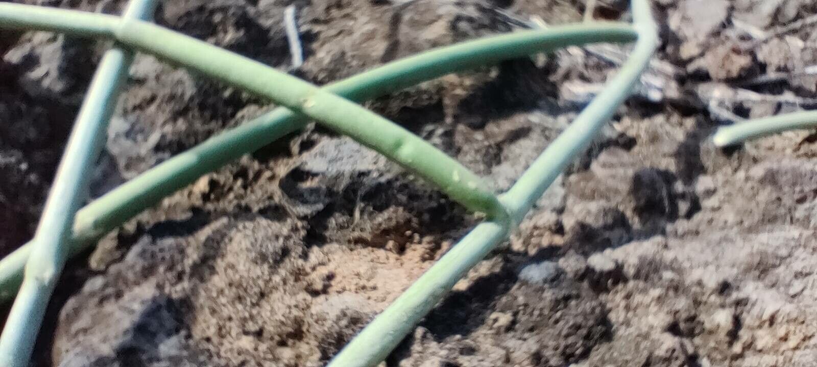 Cynanchum daltonii — search result for 'Cynanchum'