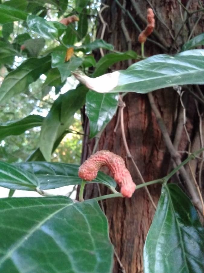 Piper retrofractum fruit