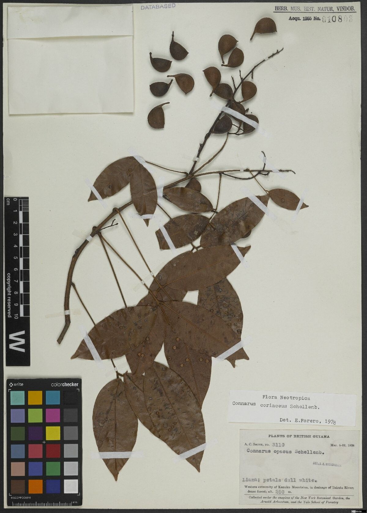 Connarus coriaceus fruit