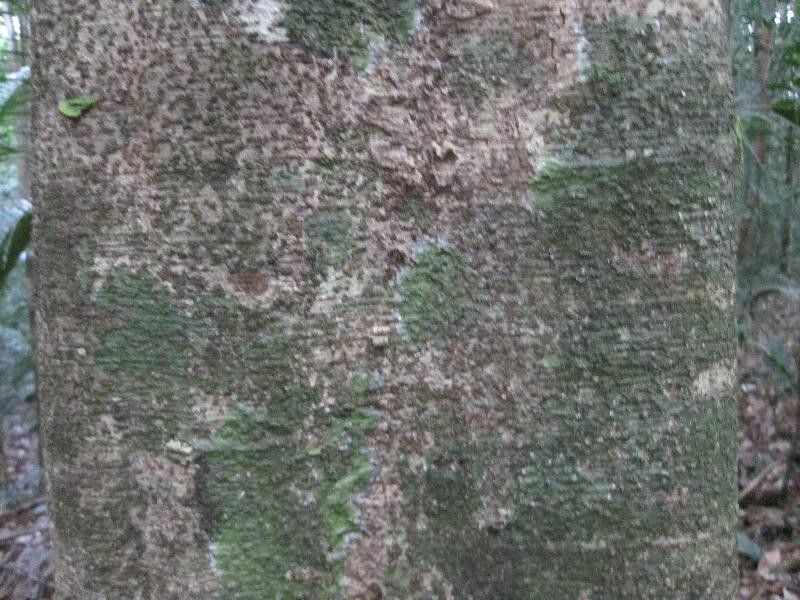 Inga melinonis bark