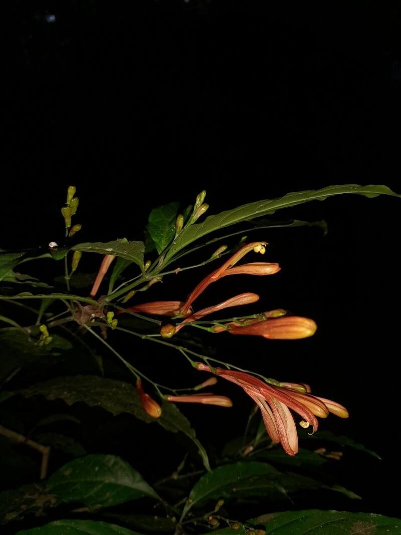 Justicia macrantha flower