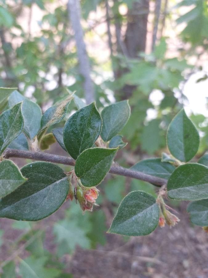 Cotoneaster simonsii — search result for 'Myanmar'