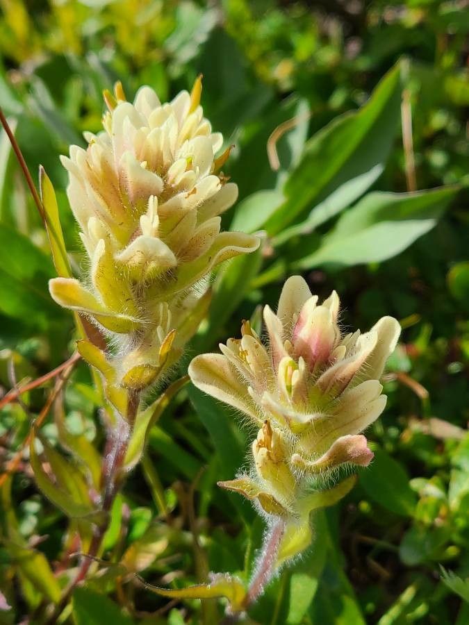 Castilleja occidentalis flower