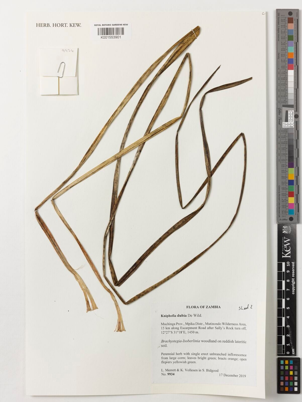 Kniphofia dubia — houseplant care guide