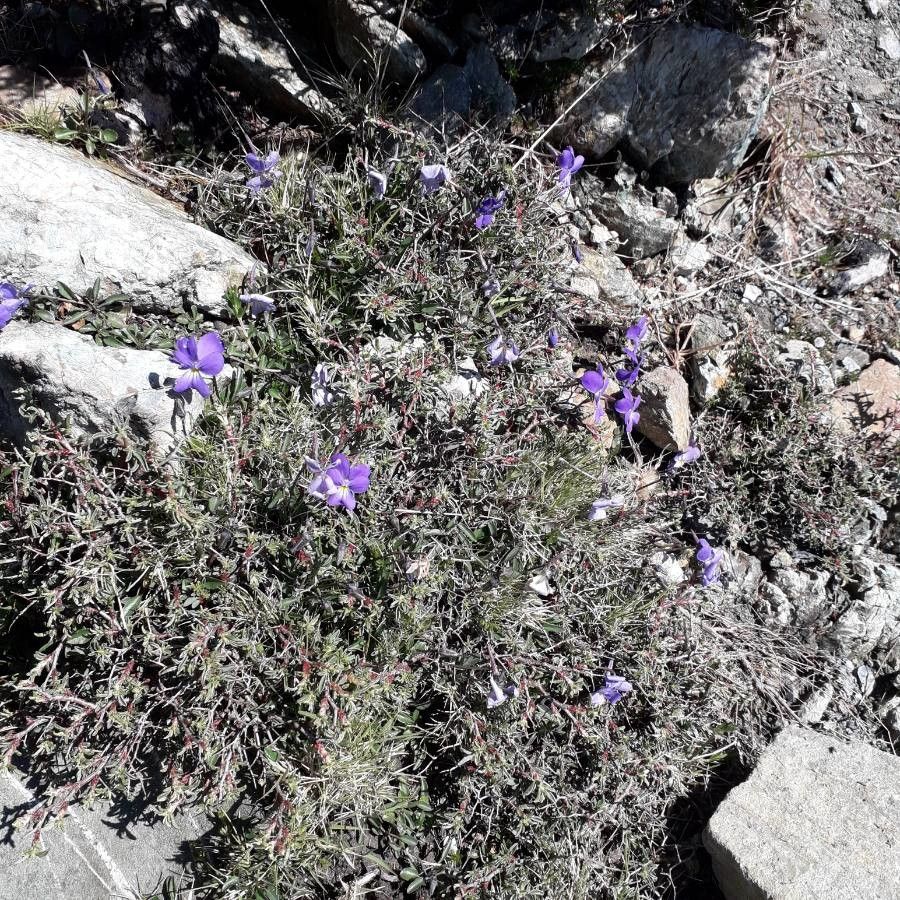 Viola corsica habit