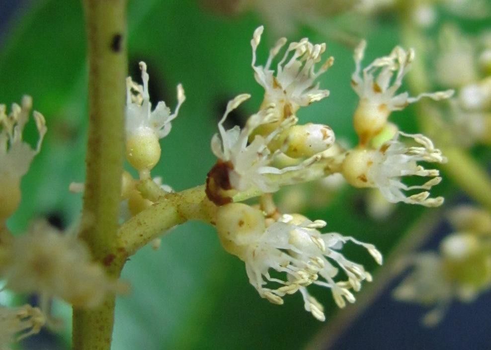 Miconia theaezans — search result for 'Melastomataceae'