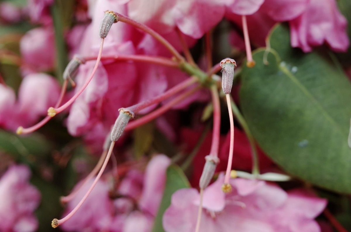 Rhododendron orbiculare fruit
