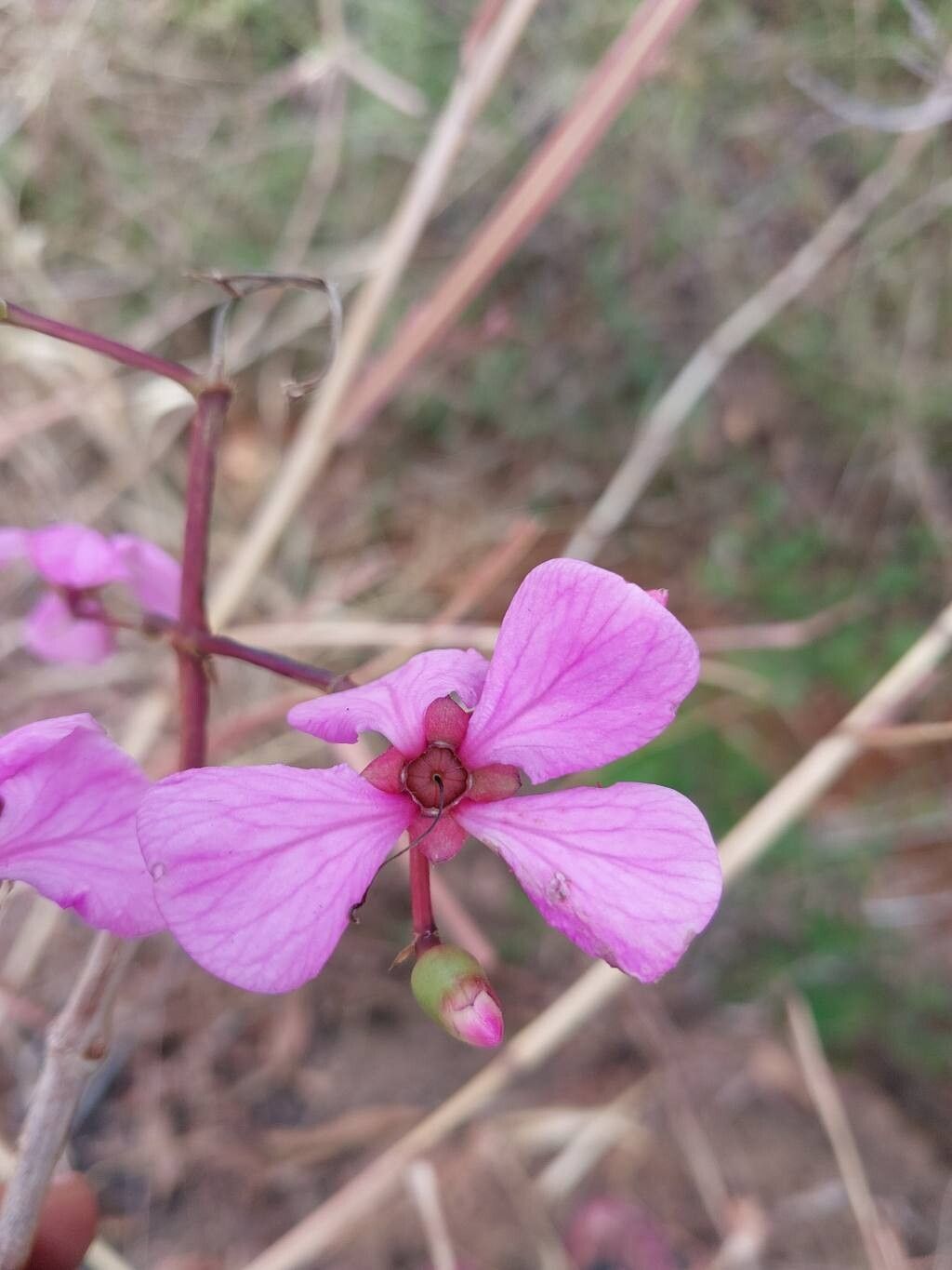 Dichaetanthera trichopoda flower