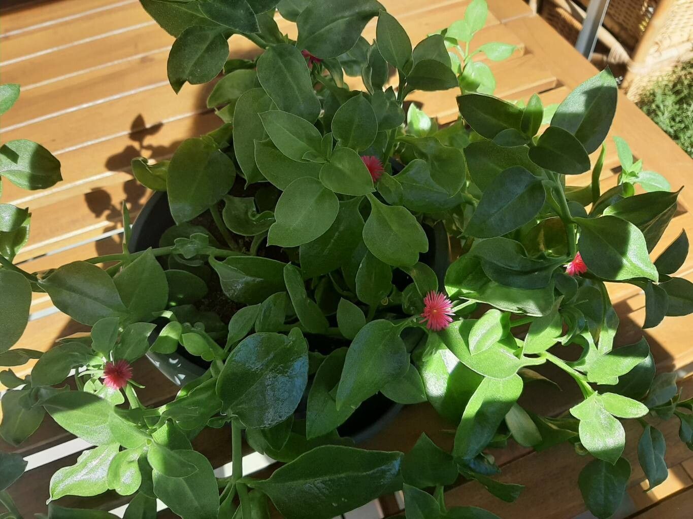 Mesembryanthemum lancifolium flower