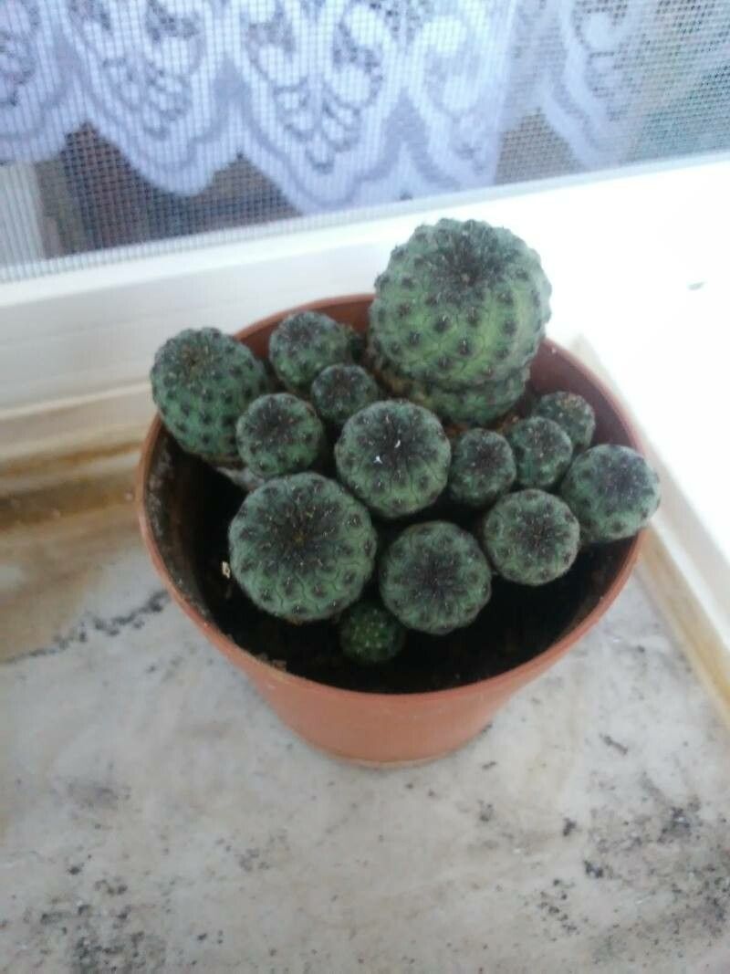 Sulcorebutia canigueralii — search result for 'Bolivia'