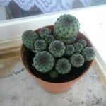 Sulcorebutia canigueralii