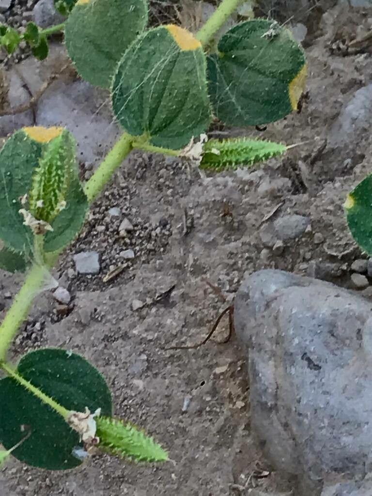 Cleome fimbriata fruit